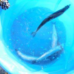 【これから爆釣!?カタクチイワシ♪】南芦屋浜