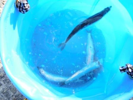 【これから爆釣！？カタクチイワシ♪】南芦屋…