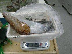 夢の3キロオーバー！椿の地磯にてヤエン釣り