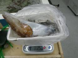 夢の3キロオーバー！椿の地磯にてヤエン釣り…