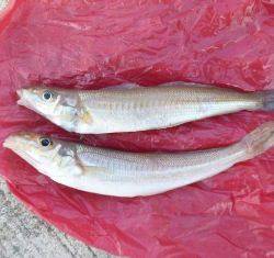 貝塚人工島！！帰ってきたイワシ！！