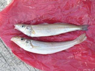 貝塚人工島！！帰ってきたイワシ！！