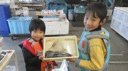 堺漁港　エギングでアオリイカ3105g！ヤエンの釣果も