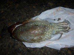 今夜も楽しい兵突！