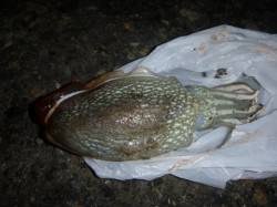 今夜も楽しい兵突！