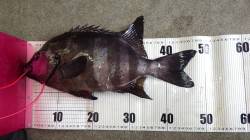 みなべ地磯　ウニをエサに石鯛48cm1.8…