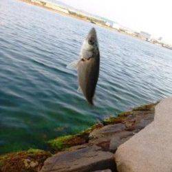 夕方の食コン★時合は18時★