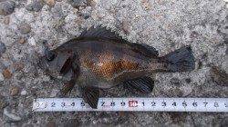 本荘人工島　探り釣りでメバル・海タナゴ・ベラなど