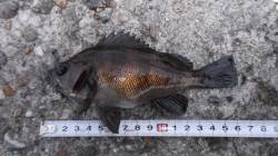 本荘人工島　探り釣りでメバル・海タナゴ・ベ…