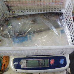 堺堤防 ウキ釣りでアオリイカ760g