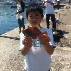 加太漁港大波止でイワシ好釣！ハゲやグレも！