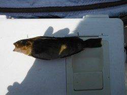 【良型アブシン確認！】南芦屋浜