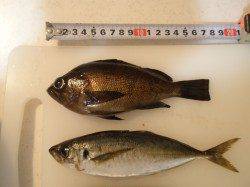 小雨降る中胴突き釣り、メバル・アジ・ベラ　本荘人工島