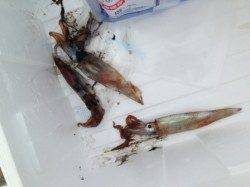 【スルメ・ハネ・アブシンなど釣れてます】芦屋