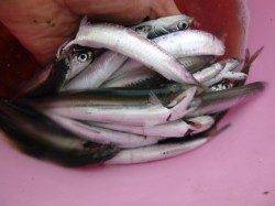 兵突ＲＴ　イワシ絶好調　キス３匹
