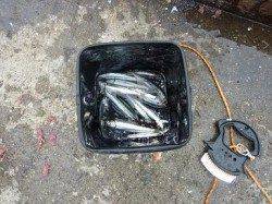 泉大津近辺で車横付けポイントでサビキ釣り！！