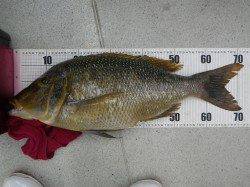 椿地磯　エギングにタマミ72cm5kgの嬉しい外道