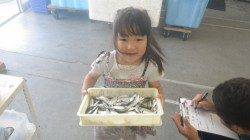 芳養漁港　サビキで豆アジ・イワシの釣果