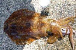 なんて日だ★スルメにアオリ