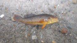 伊保港　雨中の探り釣りでメバル・ウミタナゴなど