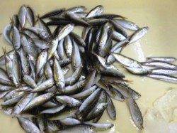 お昼の食コンで豆アジ爆釣体験