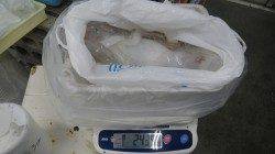 田辺天神崎 エギングでアオリイカ2435g