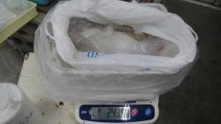 田辺天神崎 エギングでアオリイカ2435g…