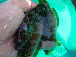 神戸各地RT グレ、ハネなど