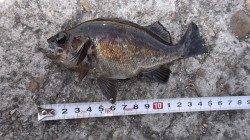 本荘人工島での探り釣り、グレ・アイナメ・メバルの釣果