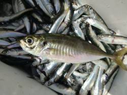 兵突で今日も良型のアジなど