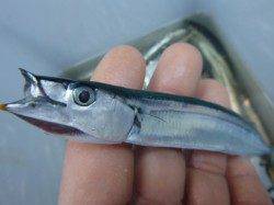 兵突　スズキにサンマ！