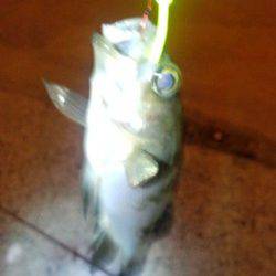 泉州でメバリング、1/3はアシストフックに掛かっていました♪