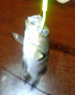 泉州でメバリング、1/3はアシストフックに掛かっていました♪