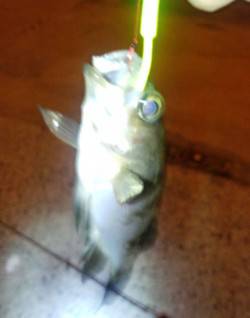 泉州でメバリング、1/3はアシストフックに…