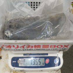 貴重なアタリをものにしました！天神崎ヤエン釣り