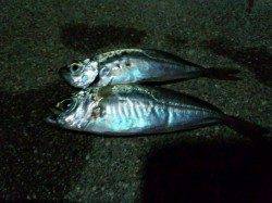 佐野漁港 南蛮漬けのアジ狙いでアジングも後半フグの猛攻