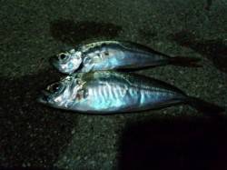 佐野漁港　南蛮漬けのアジ狙いでアジングも後…