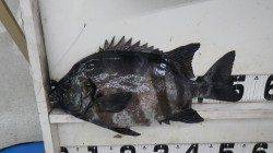 椿地磯で立派なイシダイ！2.6kgありました！