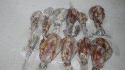 すさみ地磯で皆様でエギング〜2.5kg頭に13匹♪〜