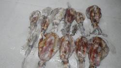 すさみ地磯で皆様でエギング〜2.5kg頭に…