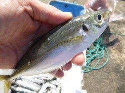 兵突で今日も良型のアジなど