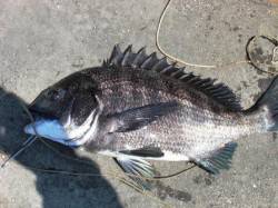  復活の兆し!!　泉大津店２５日お昼のＲＴ…