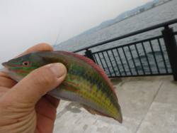 神戸各地ＲＴ　青ベラなど