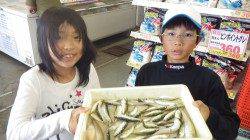 芳養堤防でのサビキ釣り、快釣です★