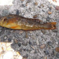 本荘人工島、サビキで小魚の数釣りを楽しみました★
