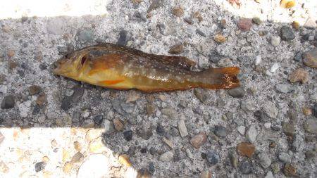 本荘人工島、サビキで小魚の数釣りを楽しみました★