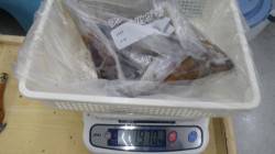 串本漁港　ヤエンでアオリイカ1970g