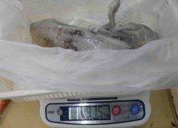 串本萩尾　エギングで明け方にアオリイカ〜1200g3バイ