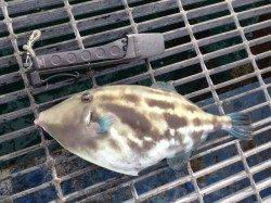 シモツピアーランド　エギングでアオリイカ920g！他ウマヅラハギなど☆