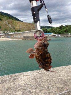 音海大波止　サビキ＆ズボ釣りでガシラ・豆アジなど　エギングは強風で断念